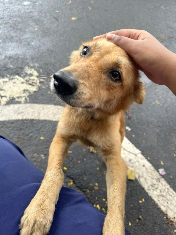 Foto de perfil de Silvia